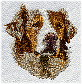Australian Shepherd - Brodyr 97