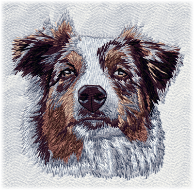 Australian Shepherd - Brodyr 98