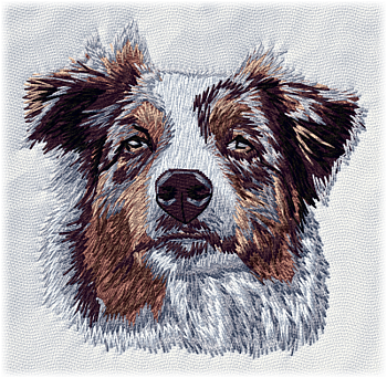 Australian Shepherd - Brodyr 98