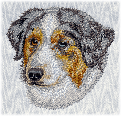 Australian Shepherd - Brodyr 99