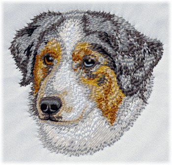 Australian Shepherd - Brodyr 99
