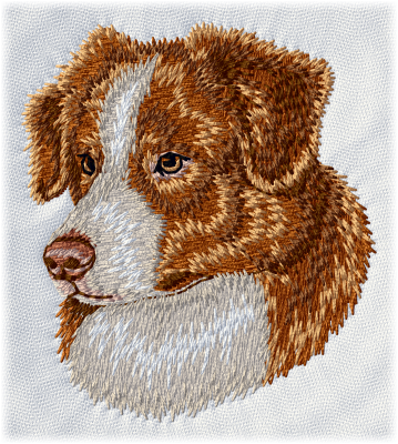 Australian Shepherd - Brodyr 100