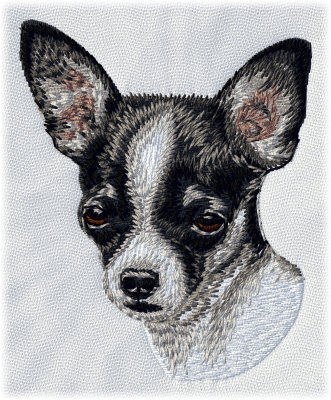 Chihuahua - Brodyr 105