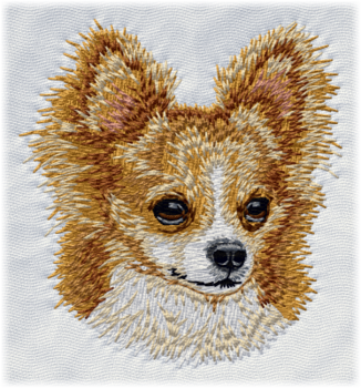 Chihuahua - Brodyr 106