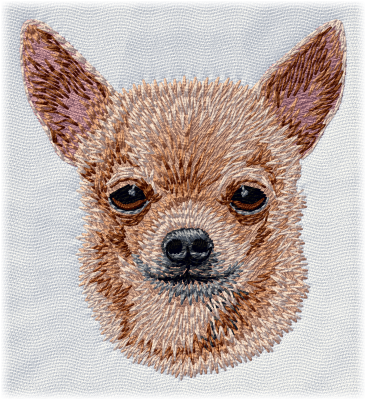 Chihuahua - Brodyr 107