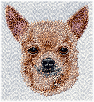 Chihuahua - Brodyr 107
