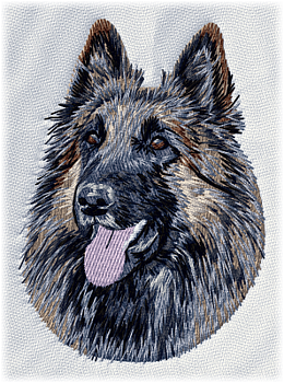 Belgisk vallhund tervueren - Brodyr 110