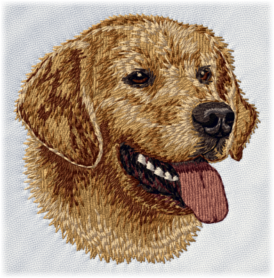 Golden retriever - Brodyr 116