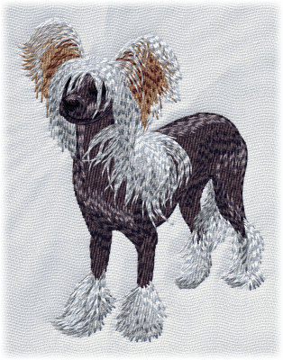 Chinese crested dog, kinesisk nakenhund - Brodyr 124