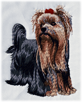 Yorkshire terrier - Brodyr 125
