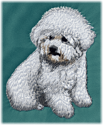 Bichon frise - Brodyr 127