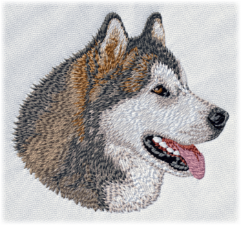 Alaskan malamute - Brodyr 129