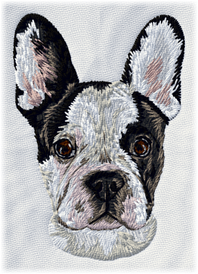 Fransk bulldogg - Brodyr 134