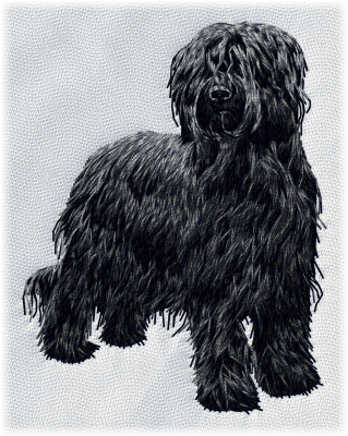 Briard - Brodyr 135