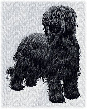 Briard - Brodyr 135
