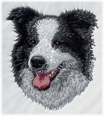 Border collie - Brodyr 136