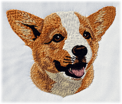 Welsh corgi cardigan valp - Brodyr 148