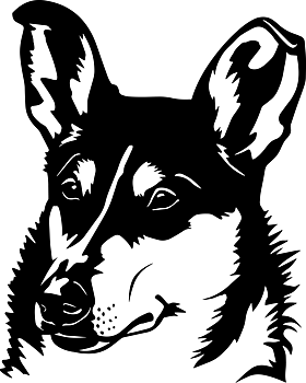 Collie - tryck 7
