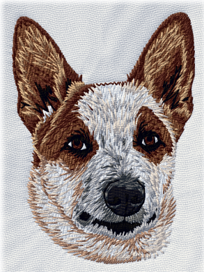 Australian cattle dog, red heeler - Brodyr 54