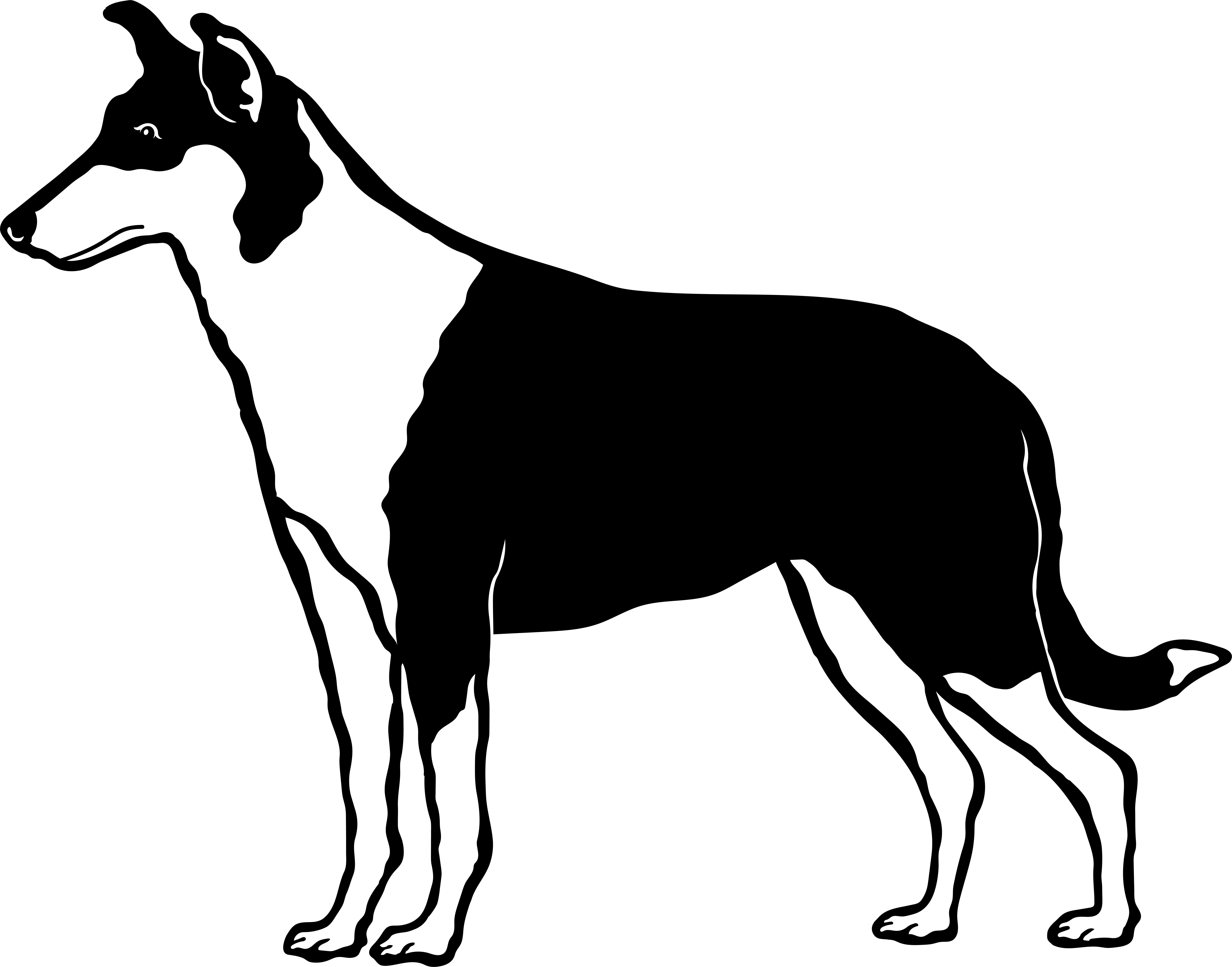 Collie - tryck 8