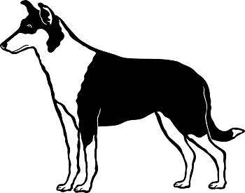 Collie - tryck 8
