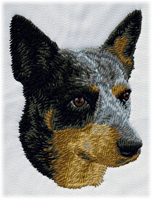 Australian cattle dog blue heerer huvudbild - Brodyr 61