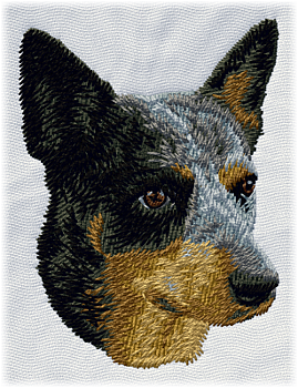 Australian cattle dog blue heerer huvudbild - Brodyr 61