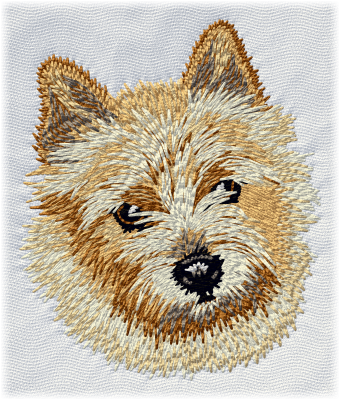 Norwich terrier - Brodyr 72
