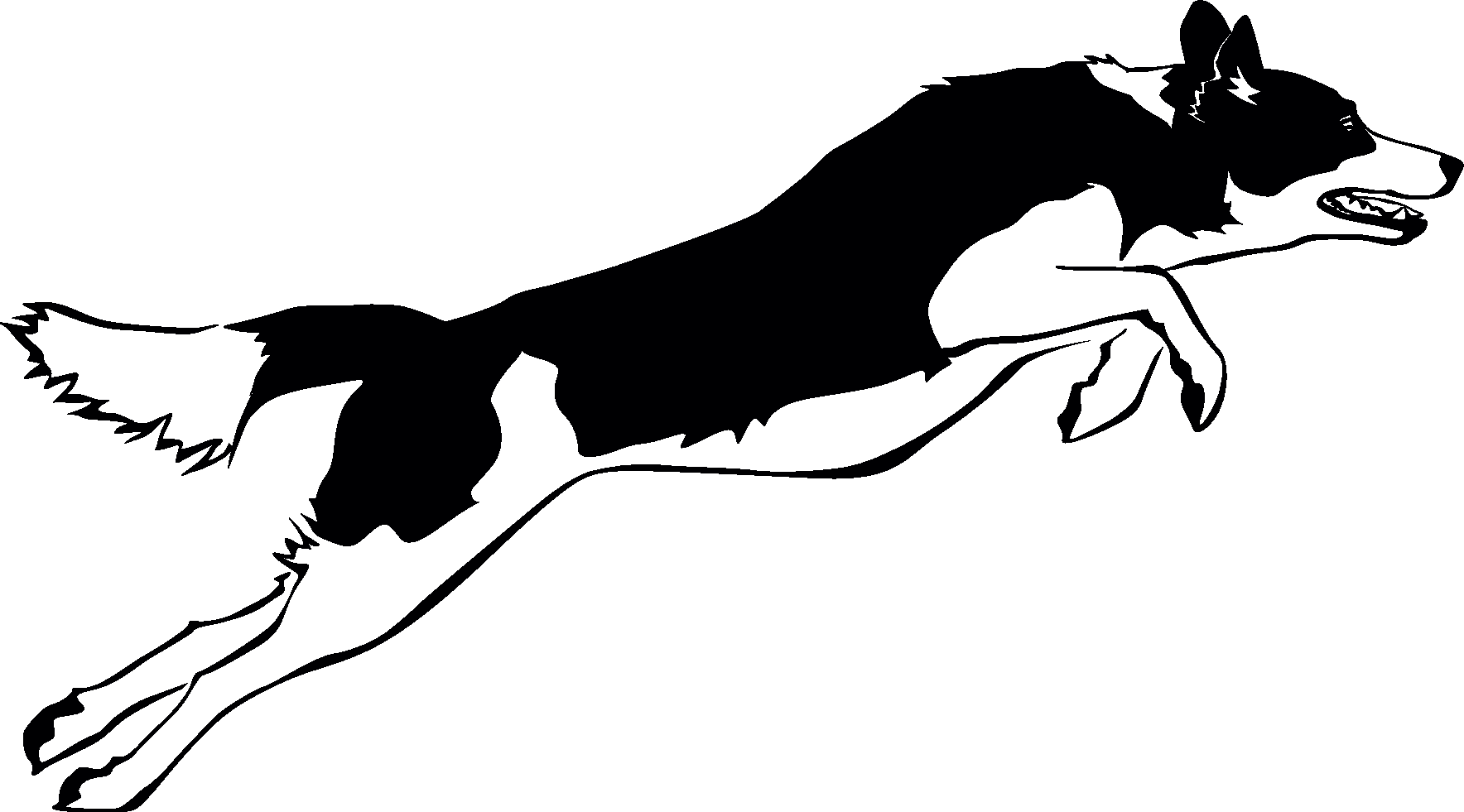 Border Collie - tryck 9