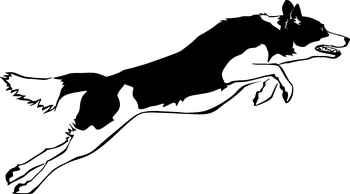 Border Collie - tryck 9