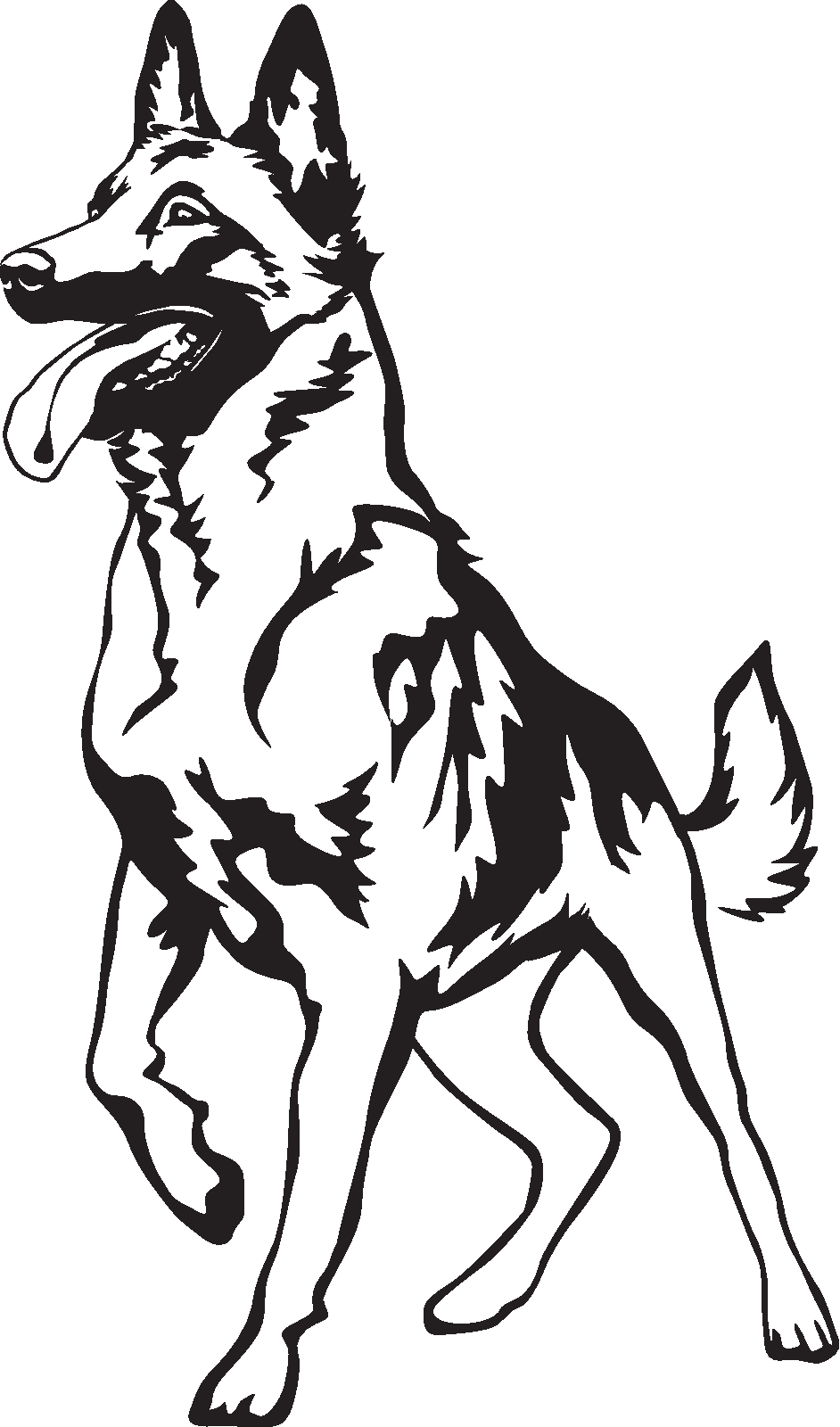 Belgisk vallhund malinois - tryck 18