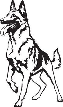 Belgisk vallhund malinois - tryck 18