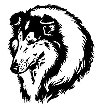 Collie - tryck 24
