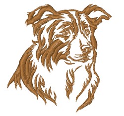 Border collie - Brodyr 50