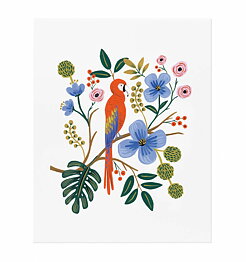 Macaw Print (40x50)