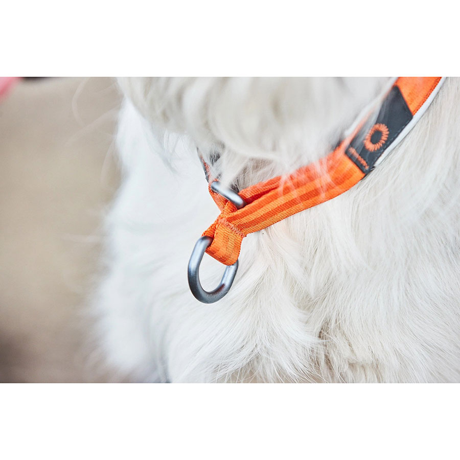 Non-Stop Cruise Collar Orange - 2