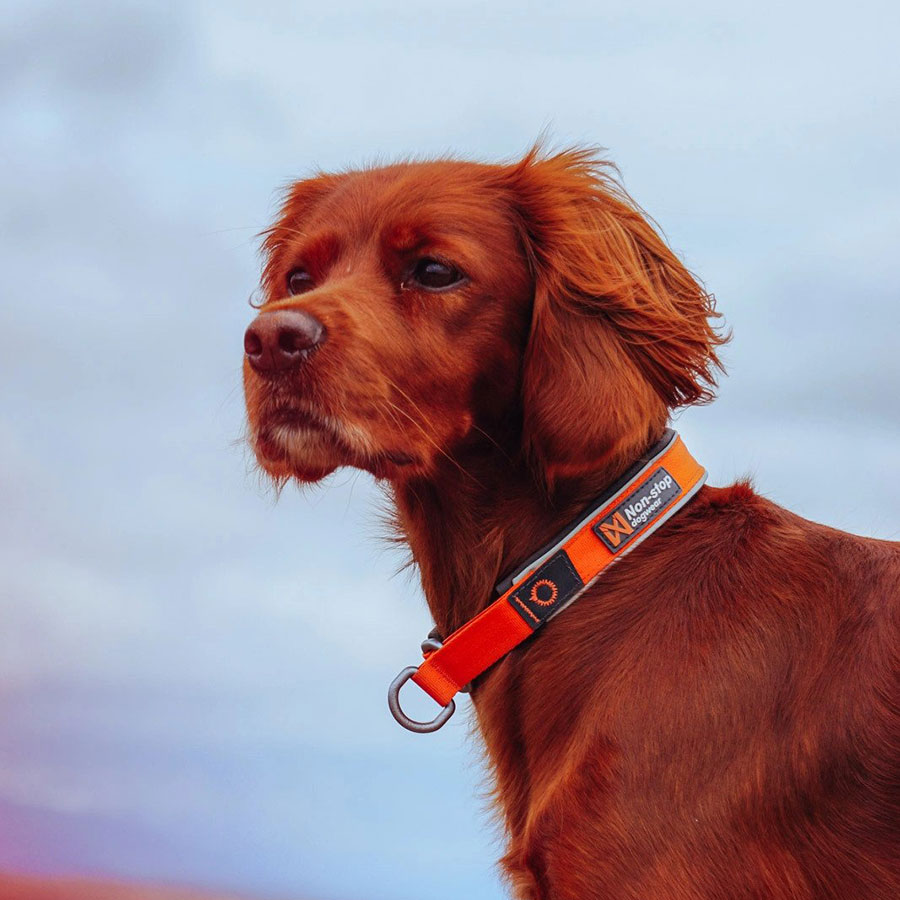 Non-Stop Cruise Collar Orange - 3