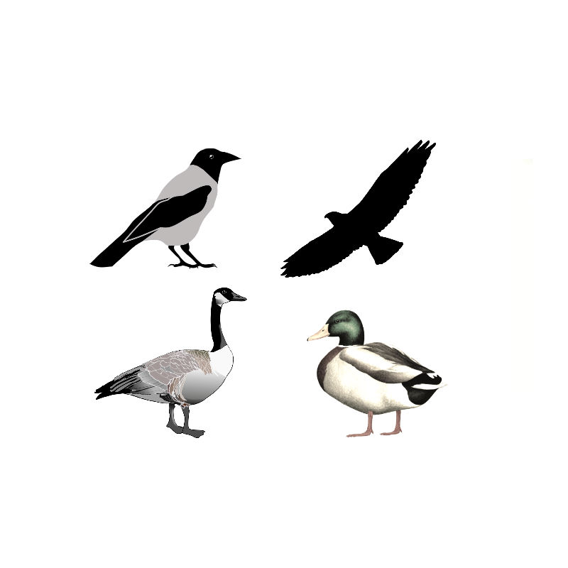 Lockpipa Fågel