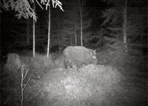 Så bygger du en foderplats för vildsvin