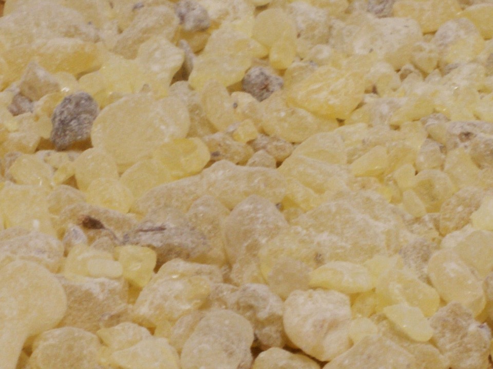 Vit Kopal (Copaifera officinalis)