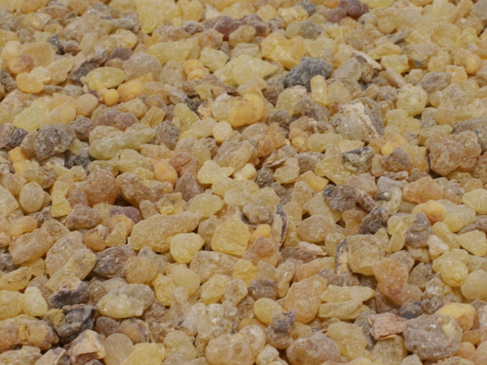 Frankincense/Olibanum (Boswellia serrata) - 5