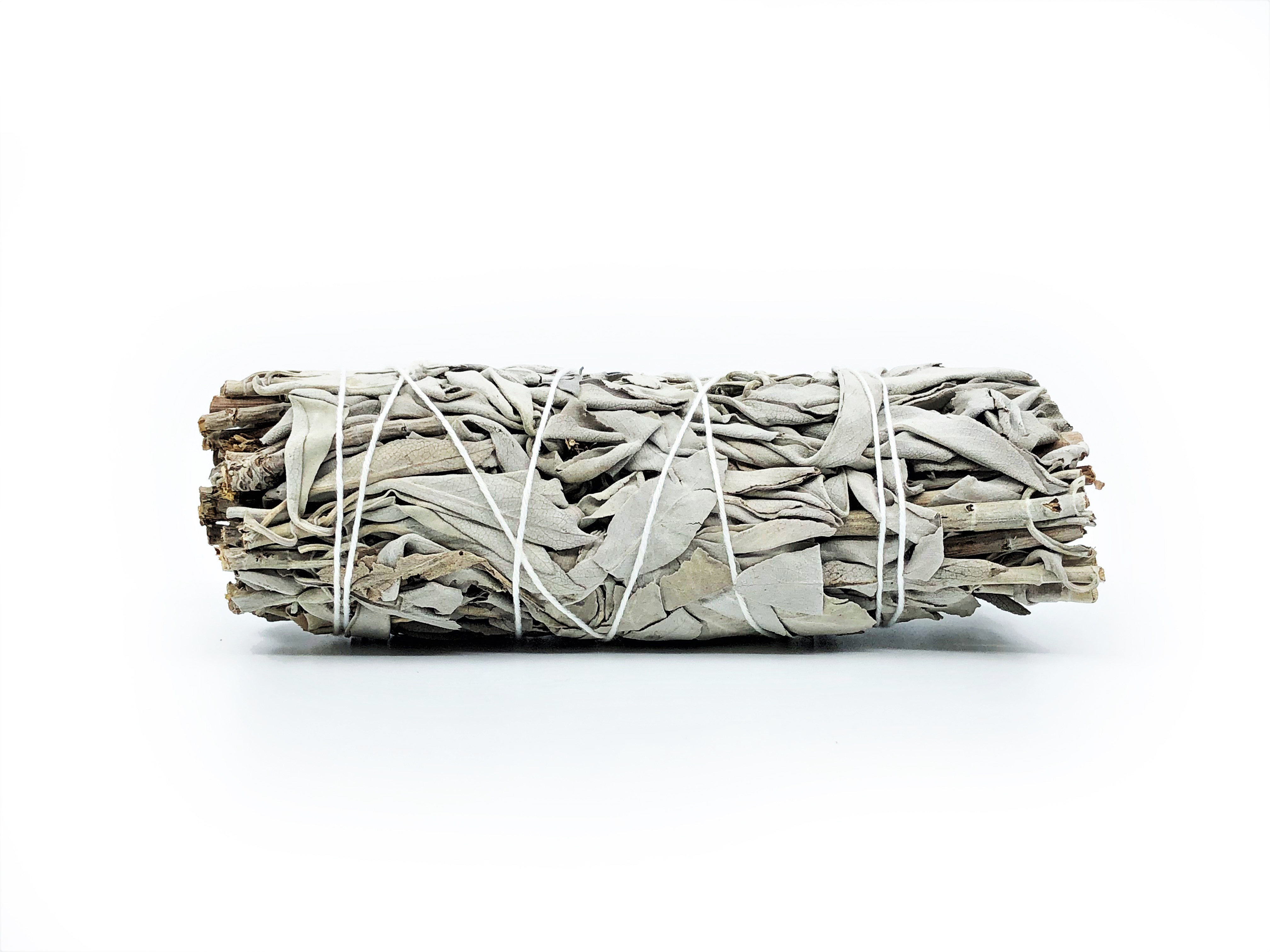 White Sage Buntar (Salvia apiana) - 5