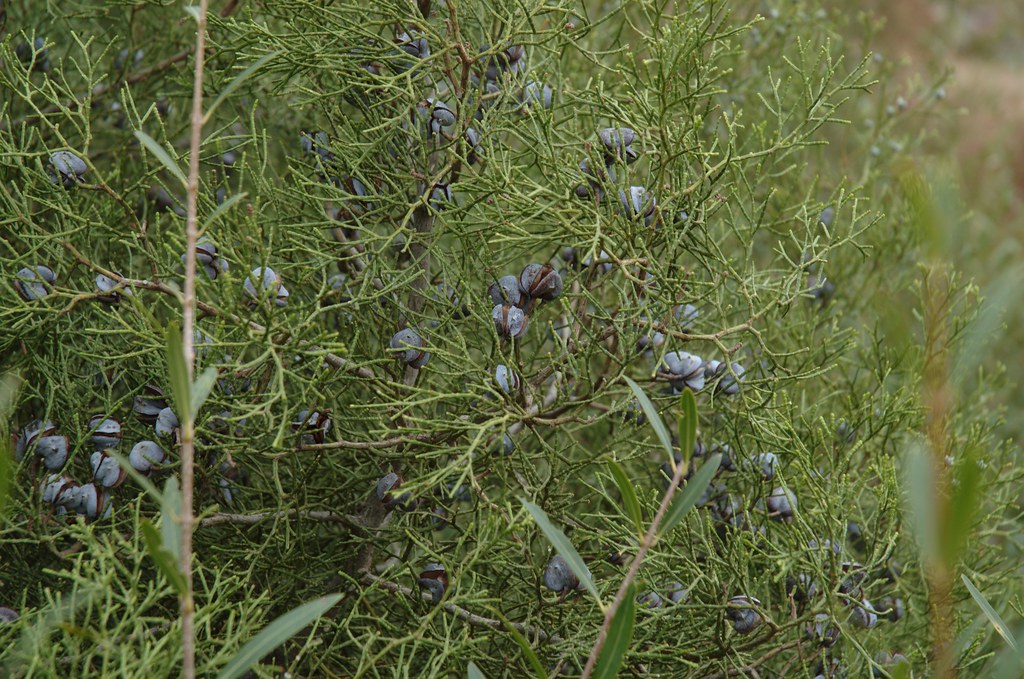 Sandarac (Tetraclinis articulata) - 4