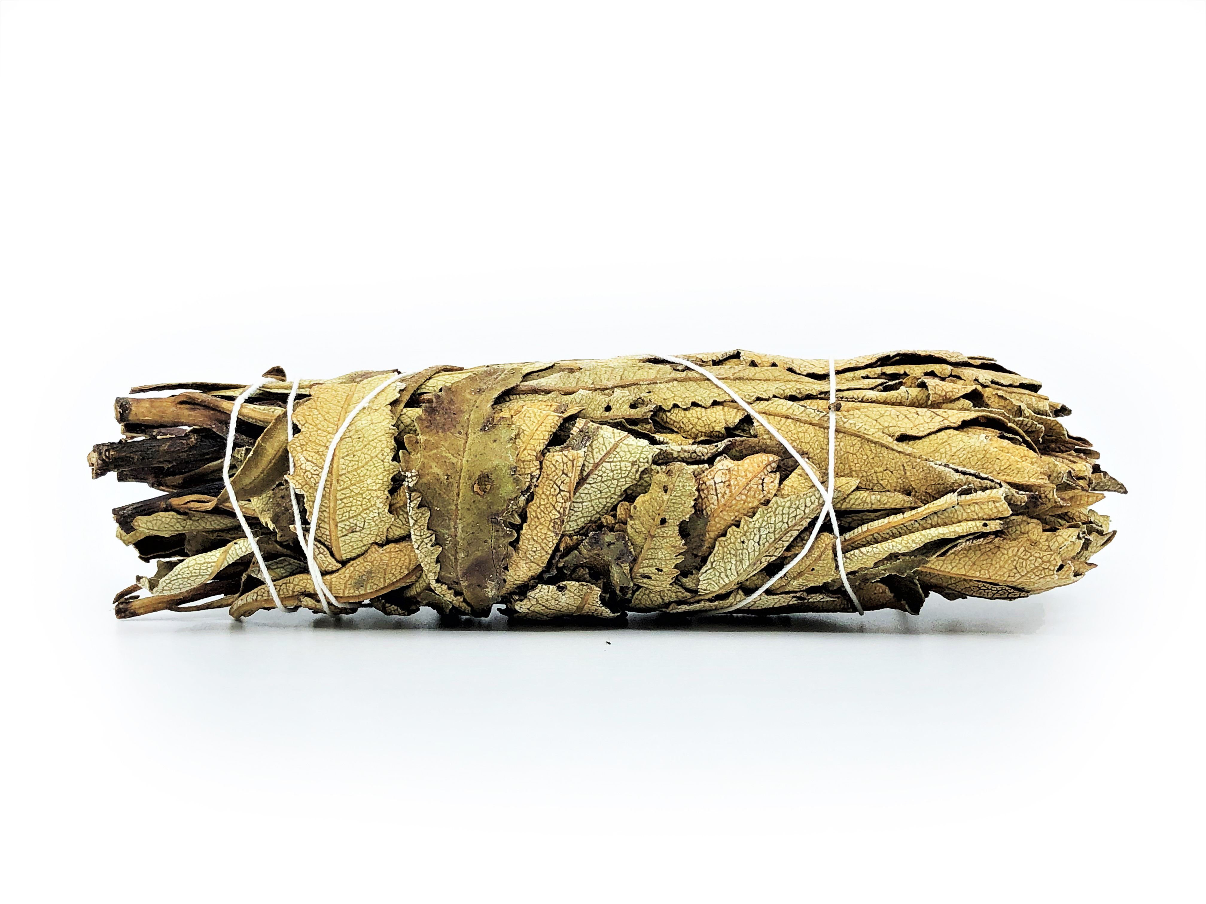 Yerba Santa Bundles (Eriodictyon californicum) - 5
