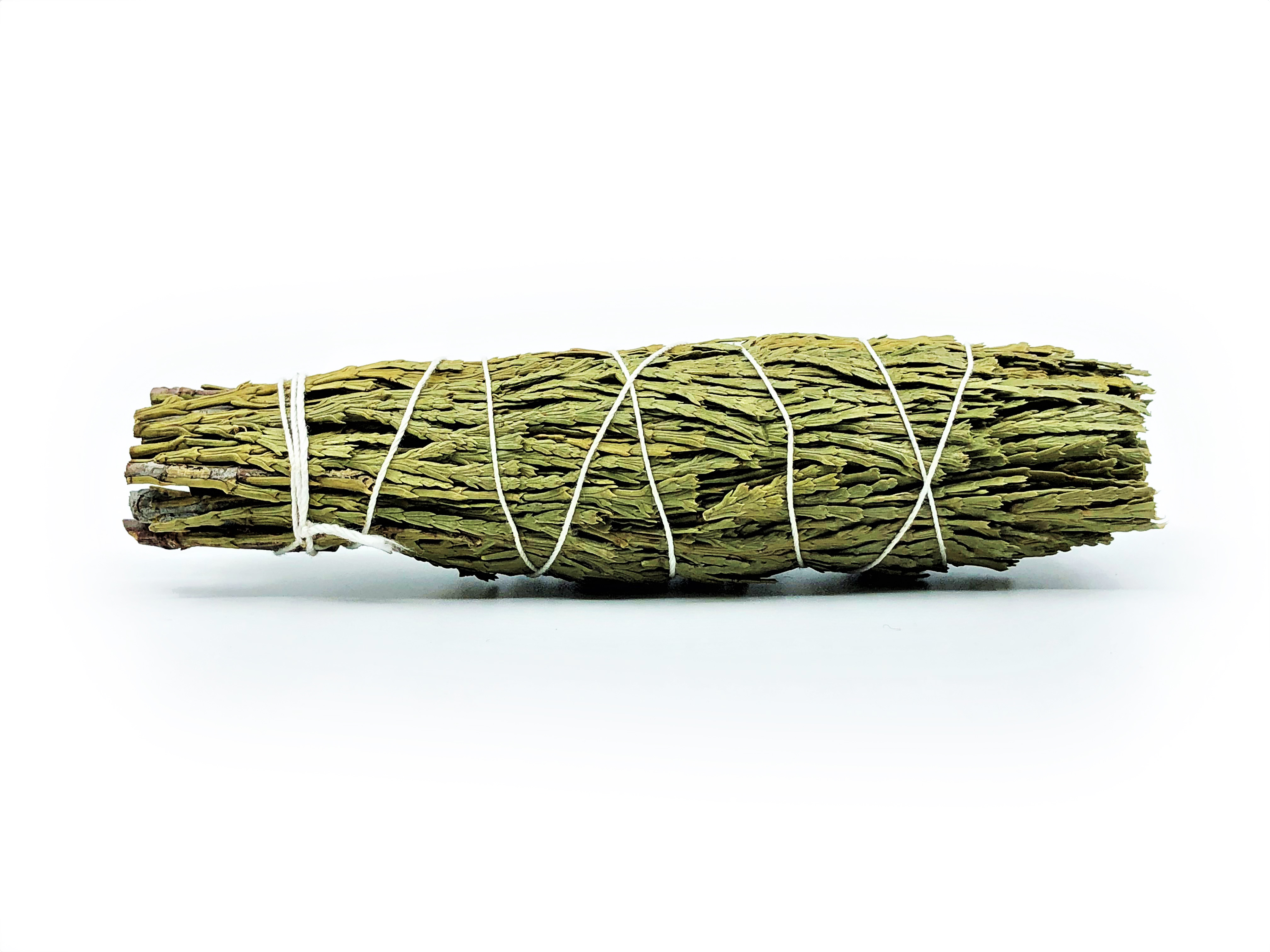 Incense Cedar Buntar (Calocedrus decurrens) - 3