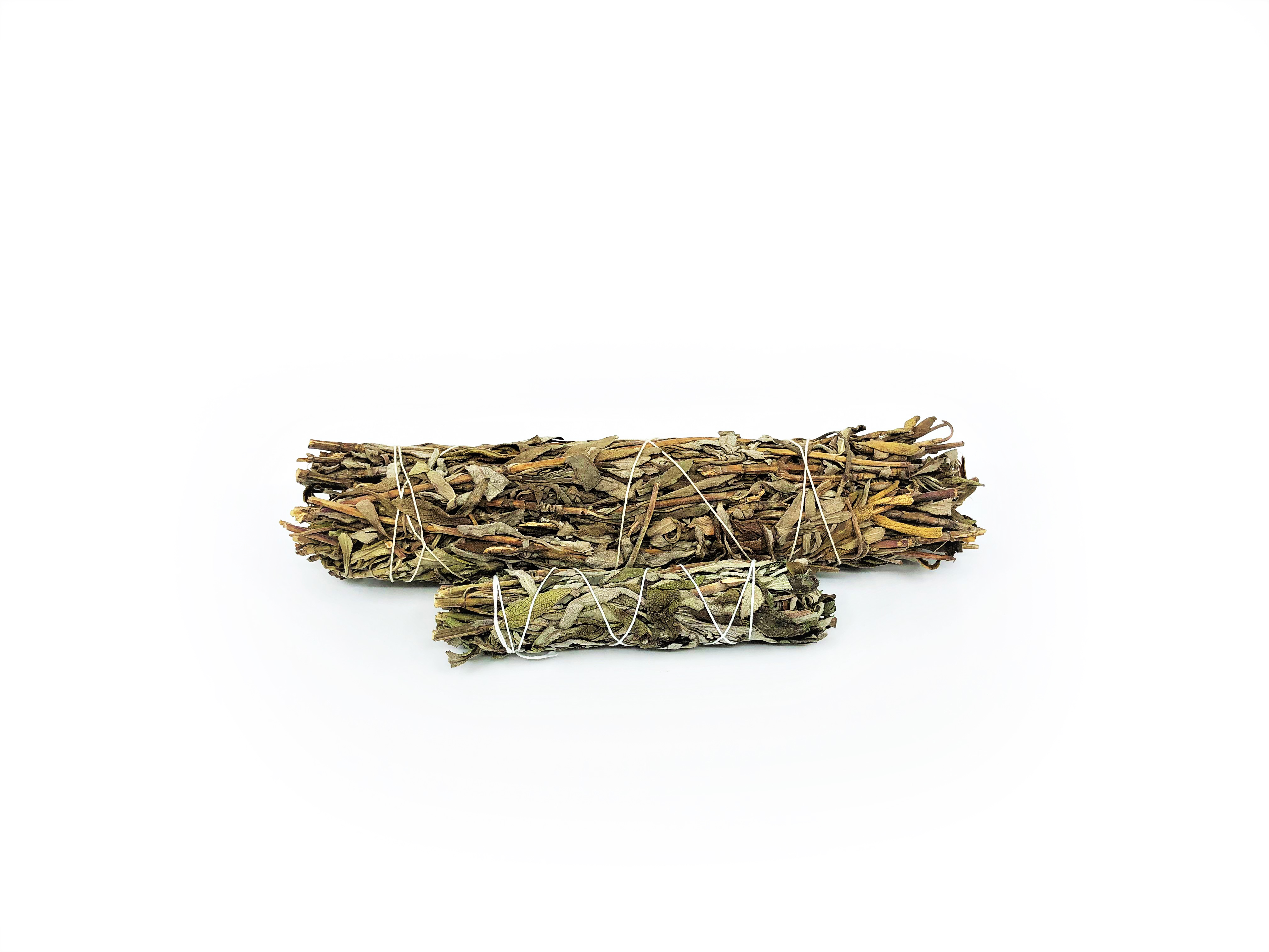Lavender Sage Buntar (Salvia leucophylla)