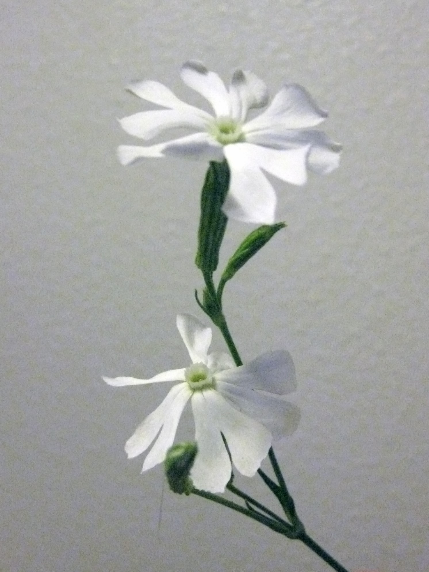 Afrikansk Drömrot (Silene capensis)