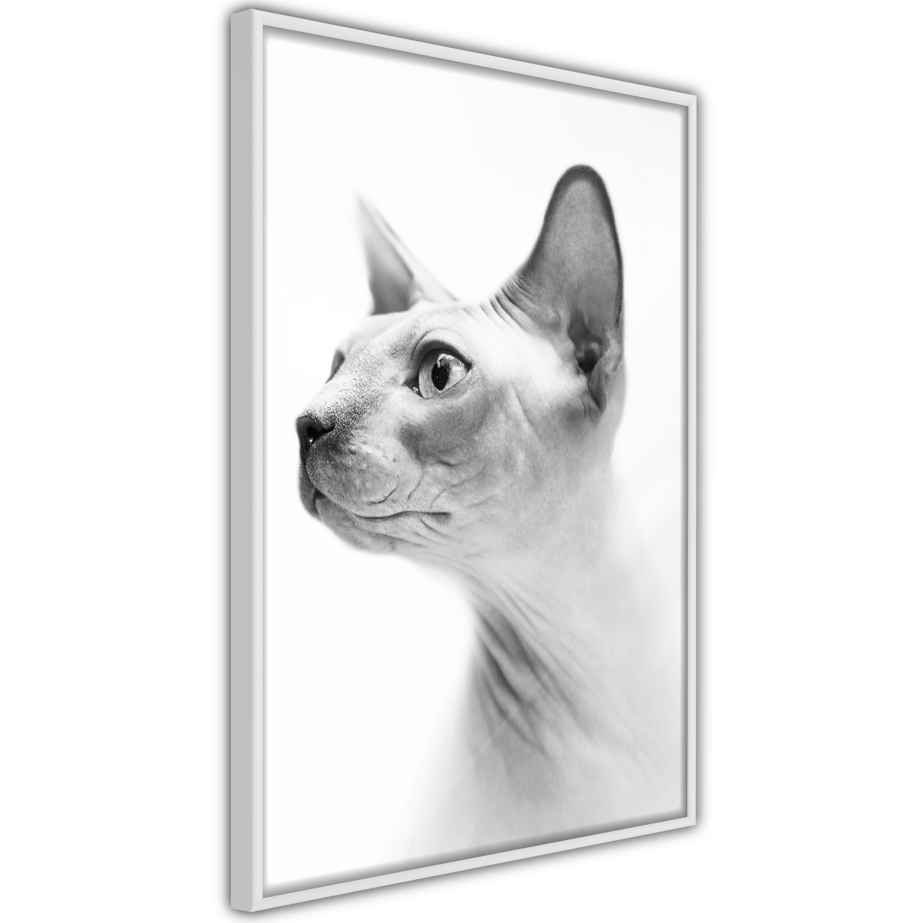 Black Poster Print Sphynx Cat Portrait
