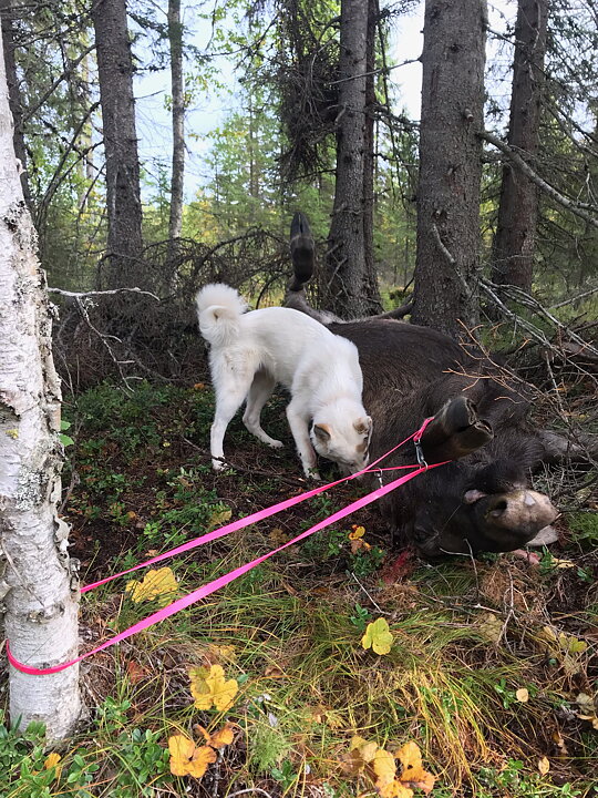 Multifunktionskoppel till hund