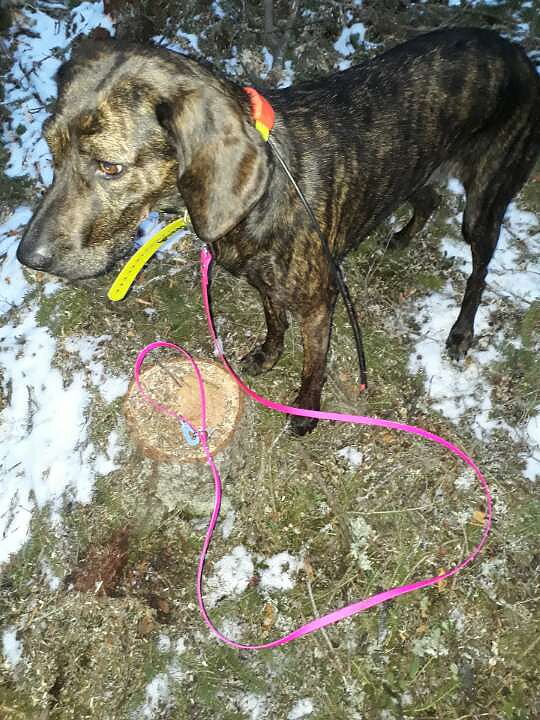 Multifunktionskoppel till hund
